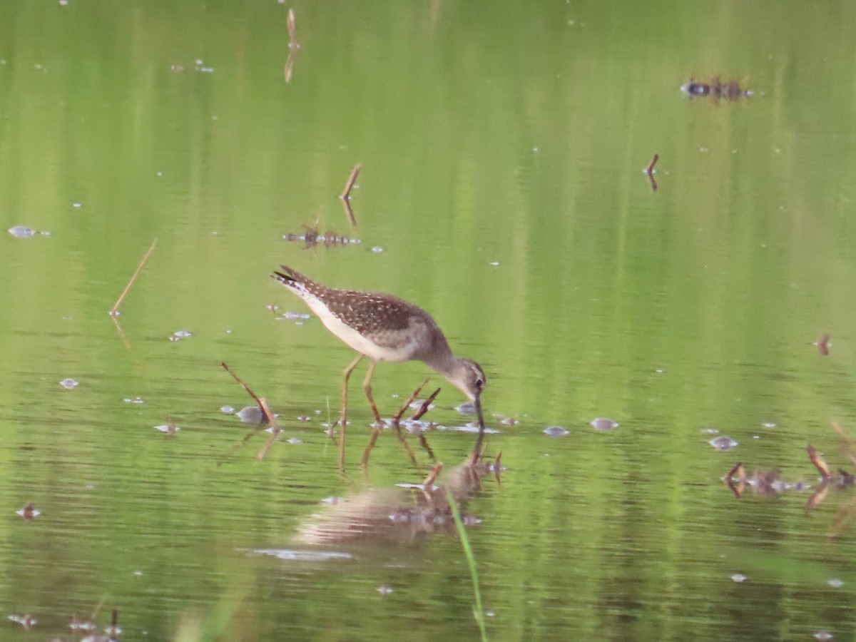 Wood Sandpiper - ML646737424