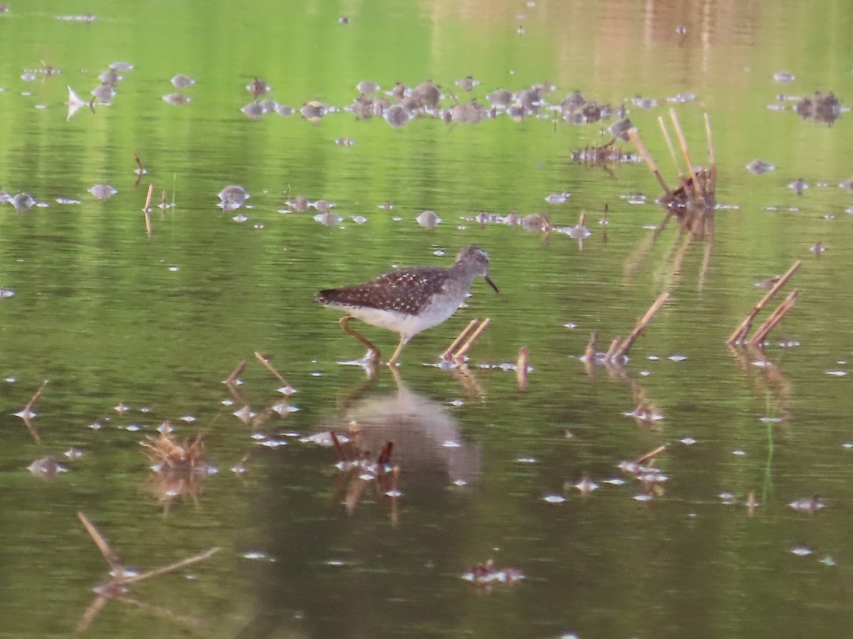 Wood Sandpiper - ML646737425