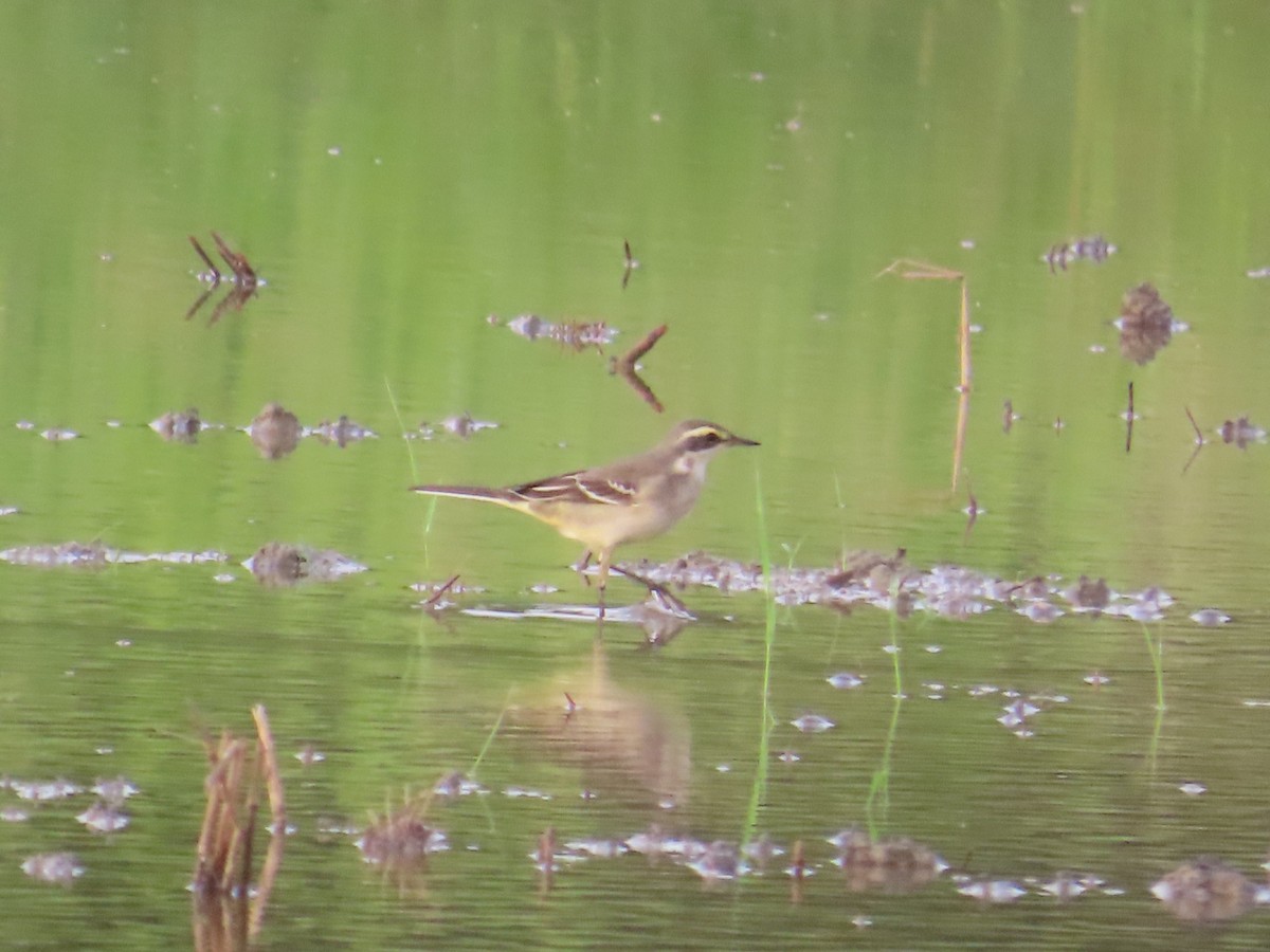 Buztanikara txukotkarra - ML646737427