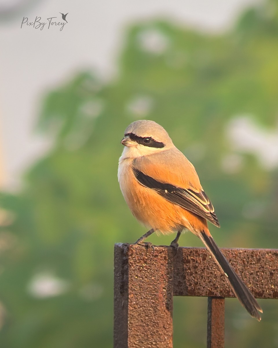 Long-tailed Shrike - ML646737430