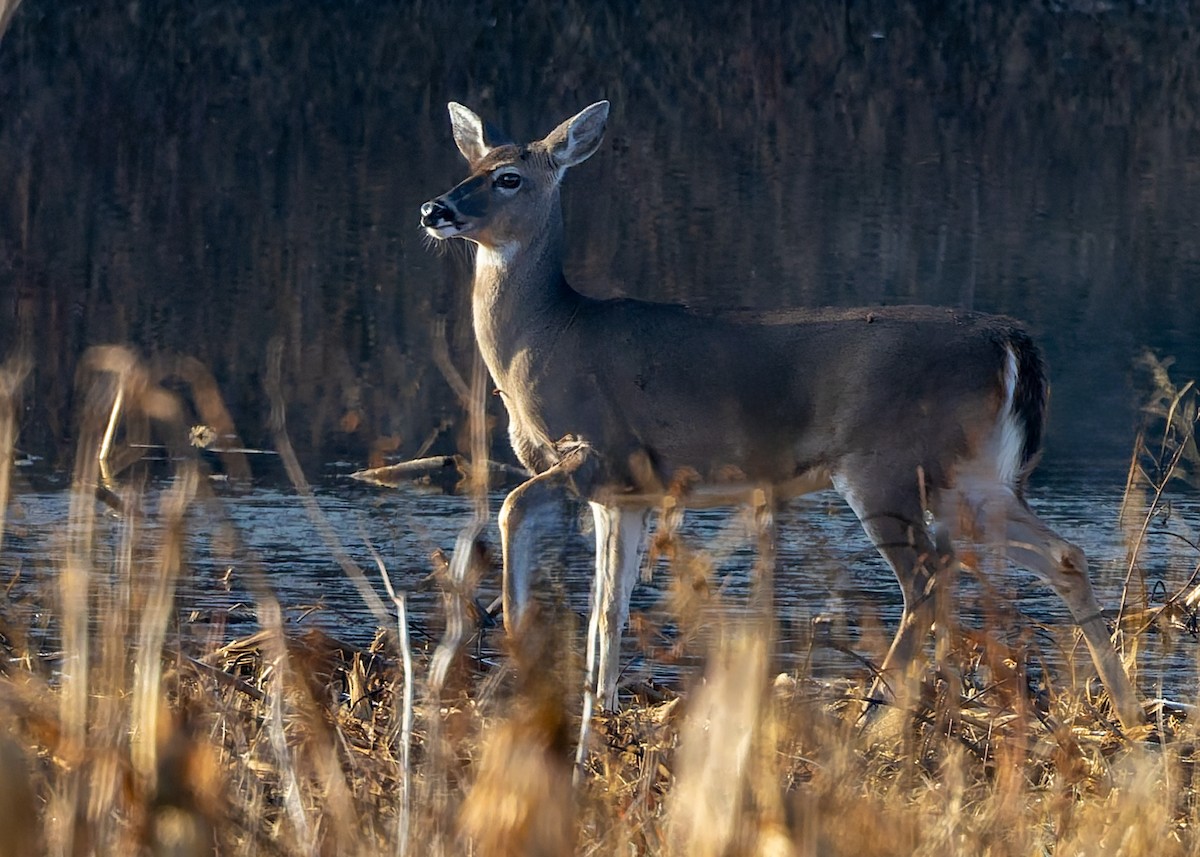 White-tailed Deer - ML646737432