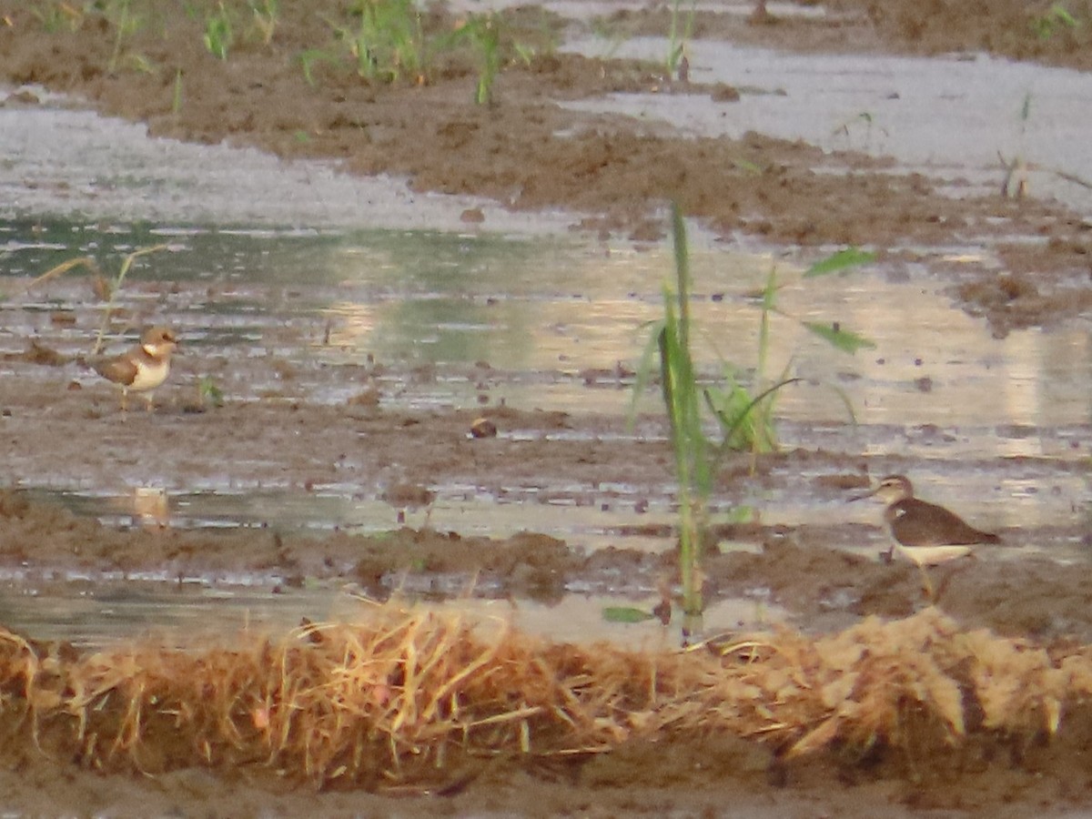 Txirritxo txikia - ML646737433