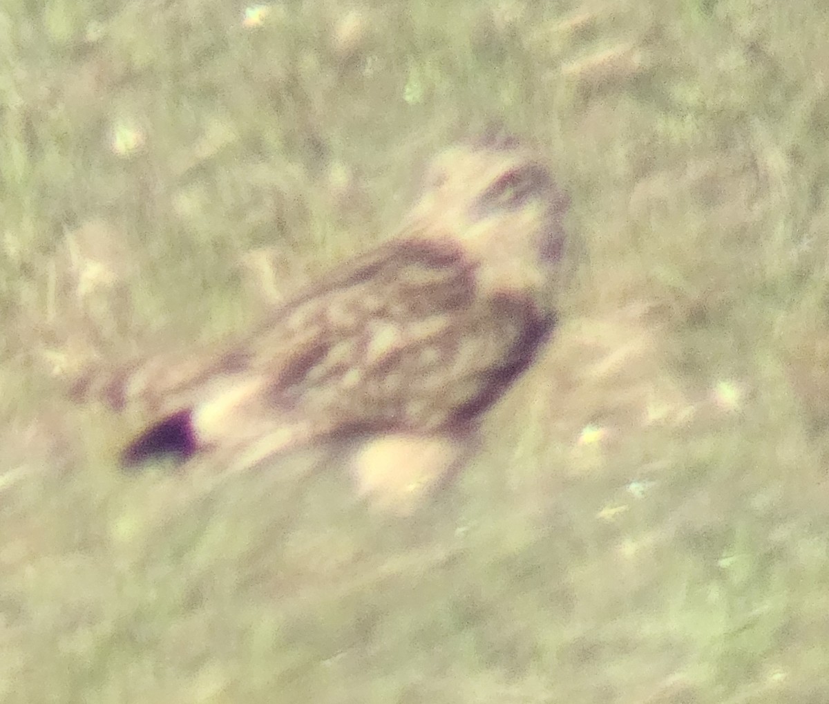 Short-eared Owl - ML646737436