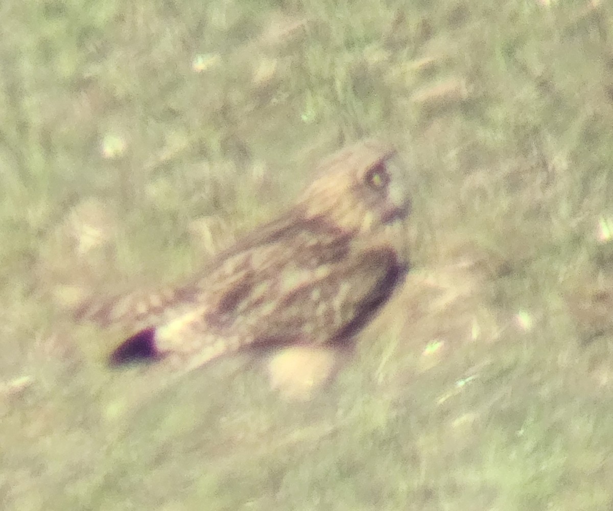 Short-eared Owl - ML646737437