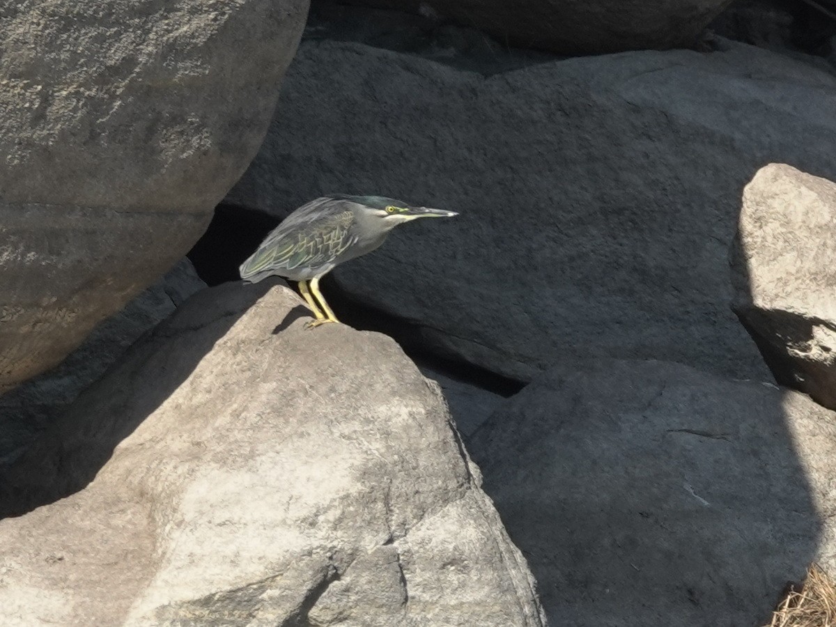 Yeşil Sırtlı Balıkçıl - ML646737438