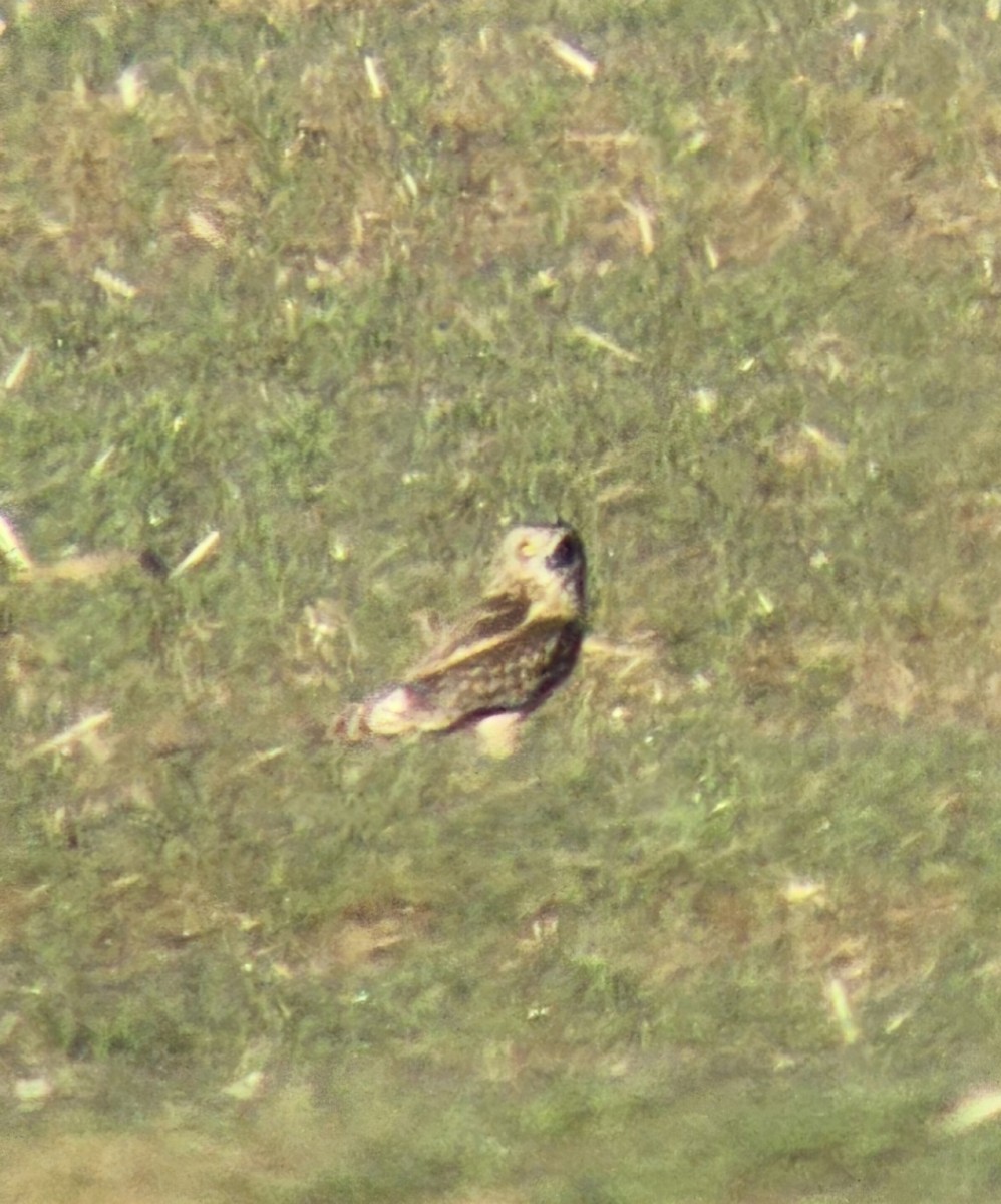 Kır Baykuşu - ML646737439