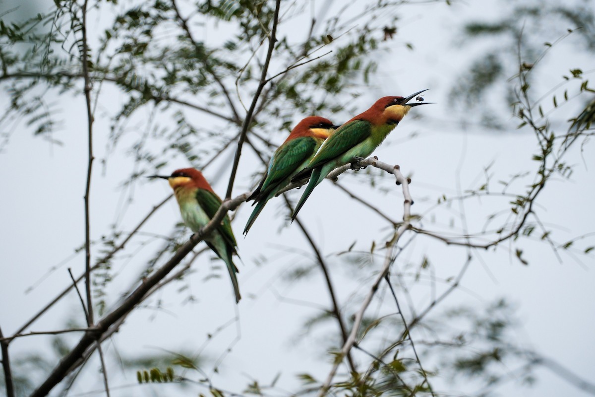 Chestnut-headed Bee-eater - ML646737440