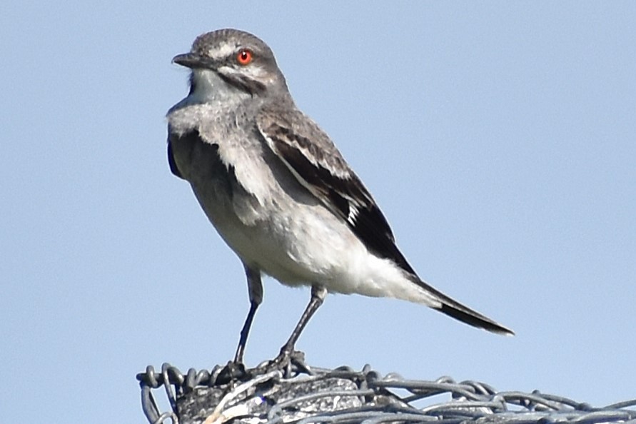 Gri Monhita - ML646737441