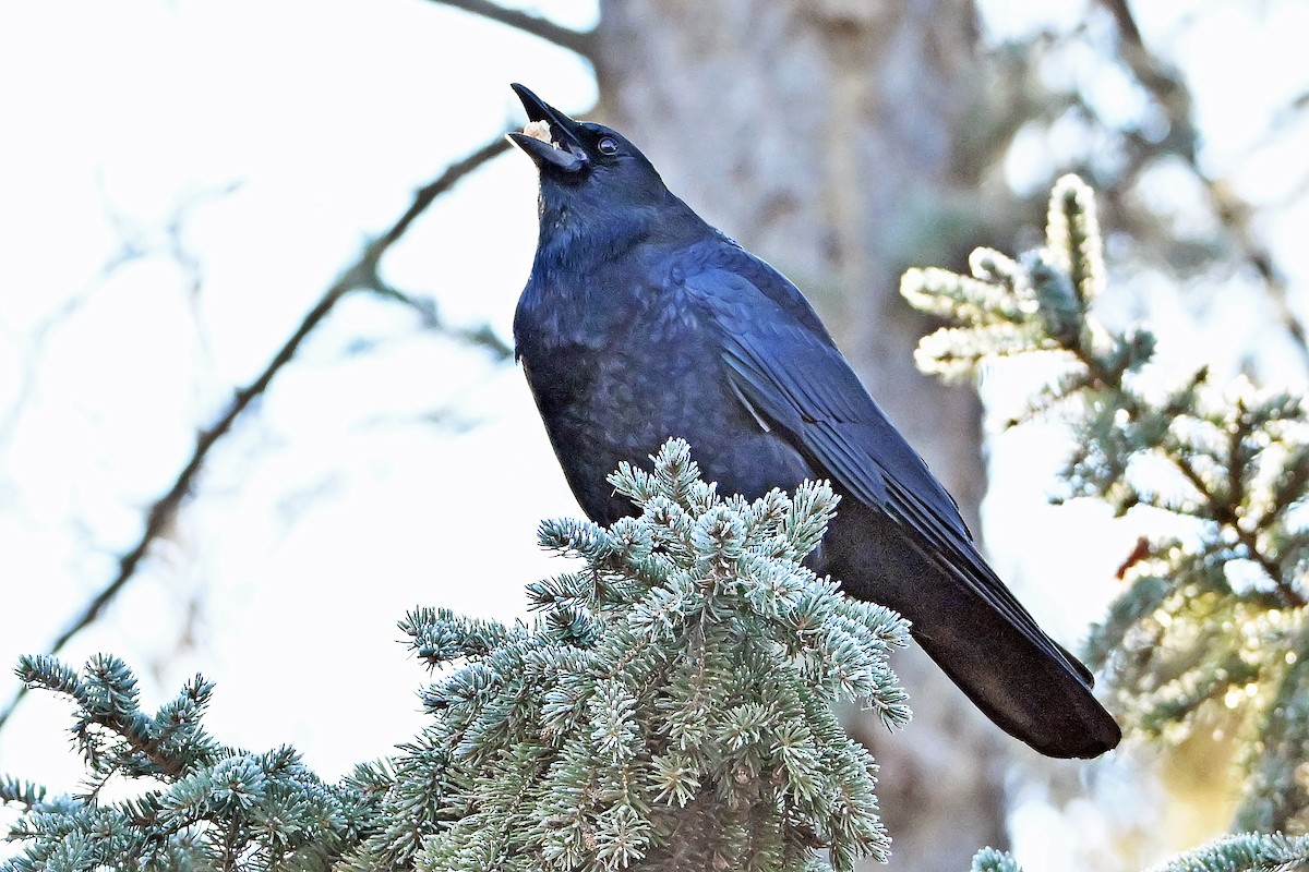 American Crow - ML646737442