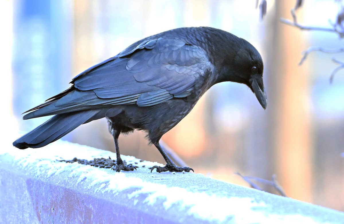 American Crow - ML646737444