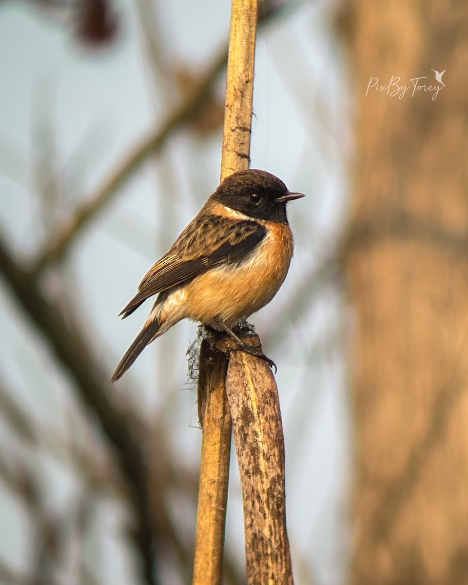 דוחל מזרחי - ML646737445