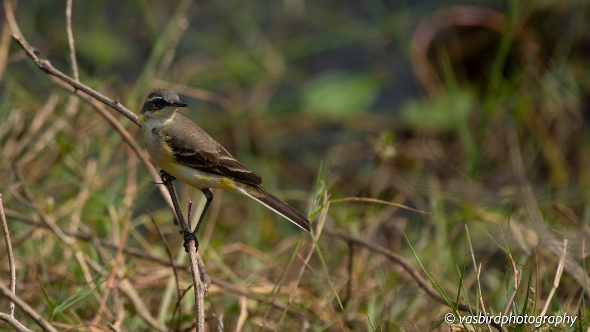 נחליאלי לימוני - ML646737446