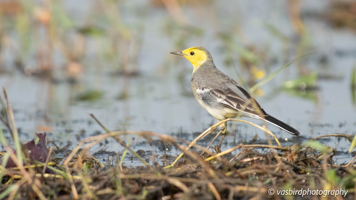 נחליאלי לימוני - ML646737447