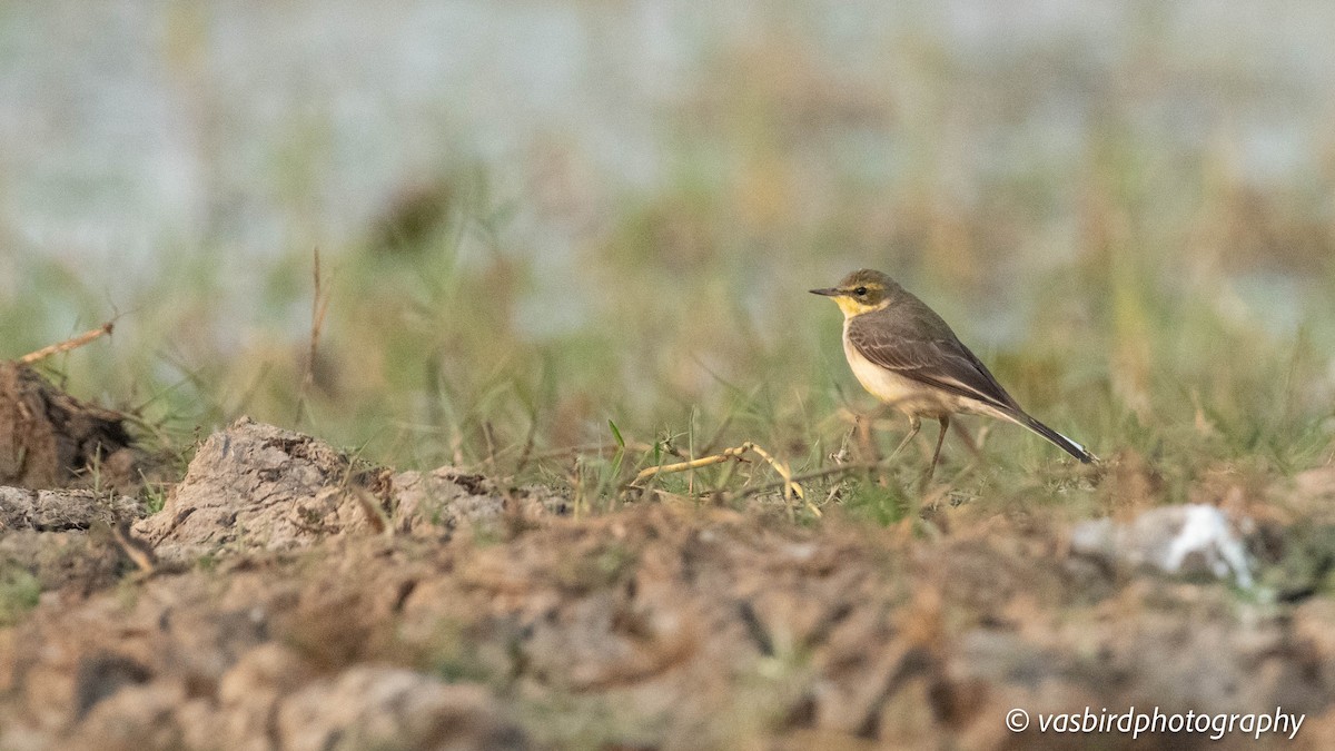 נחליאלי לימוני - ML646737449