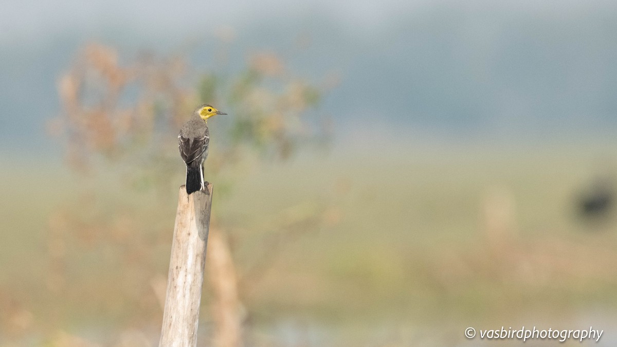 נחליאלי לימוני - ML646737450