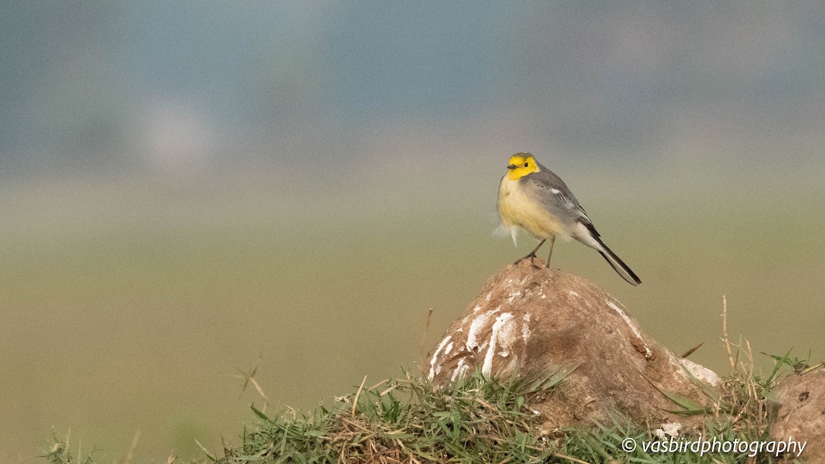 נחליאלי לימוני - ML646737451