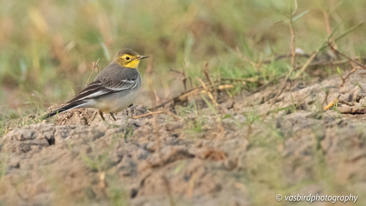 Citrine Wagtail - ML646737452