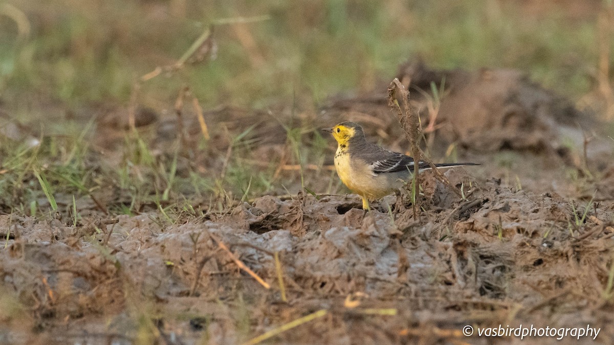 נחליאלי לימוני - ML646737453