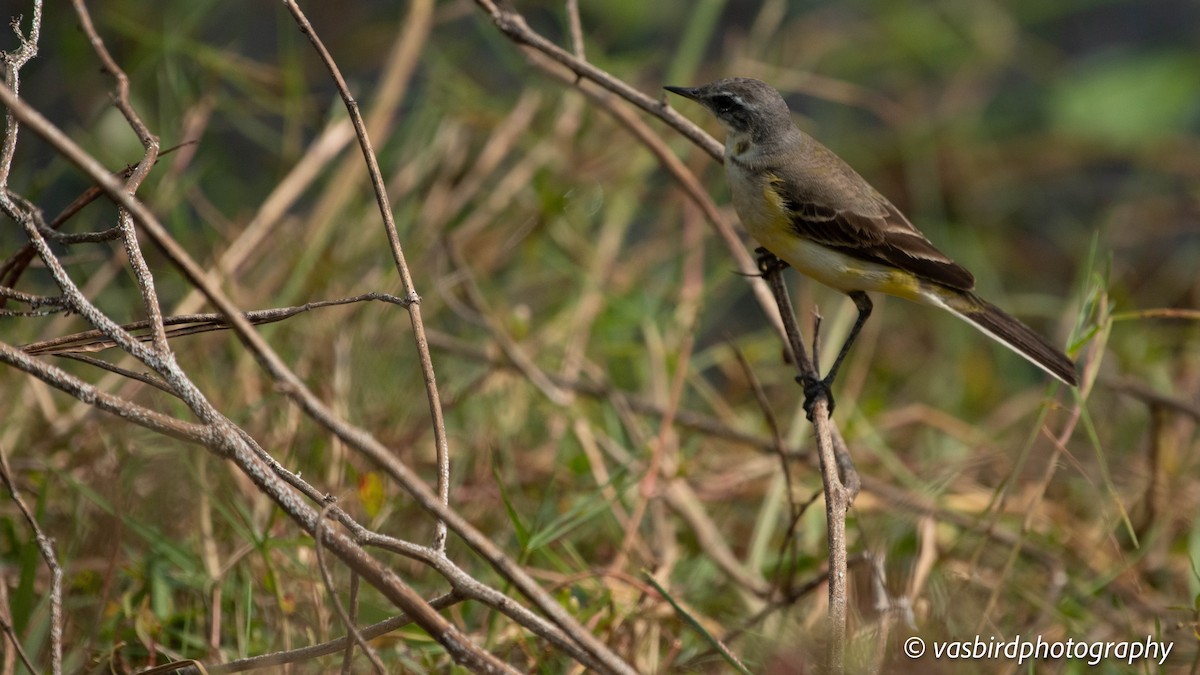 Citrine Wagtail - ML646737454