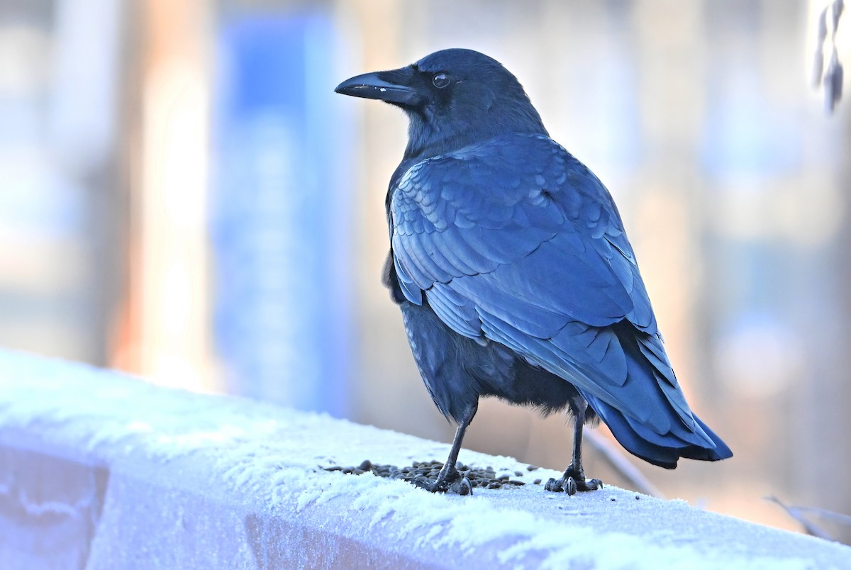 American Crow - ML646737456