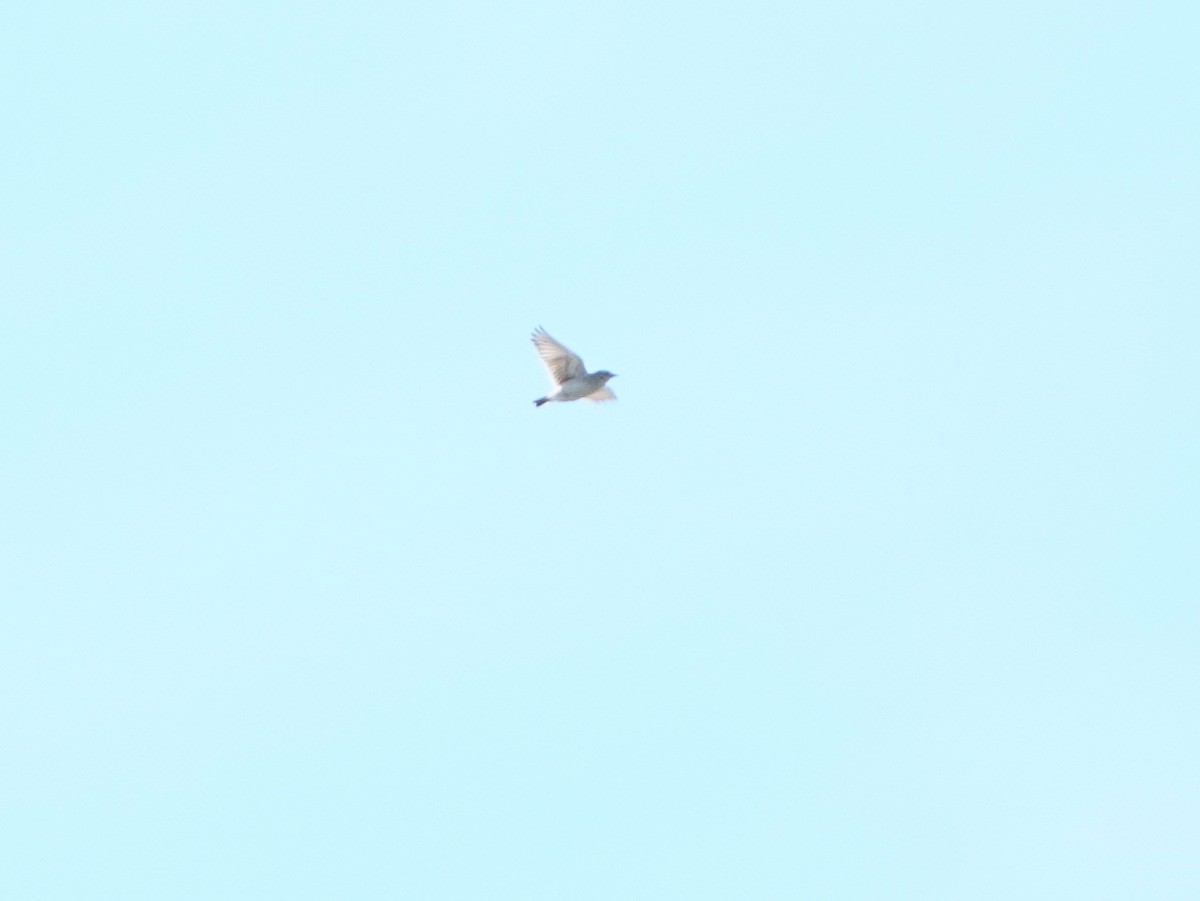 Sand Lark - ML646737457