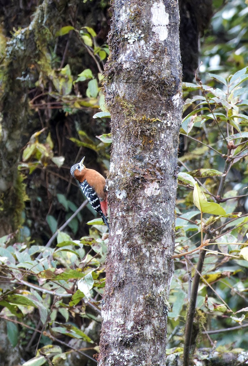 Rufous-bellied Woodpecker - ML646737459