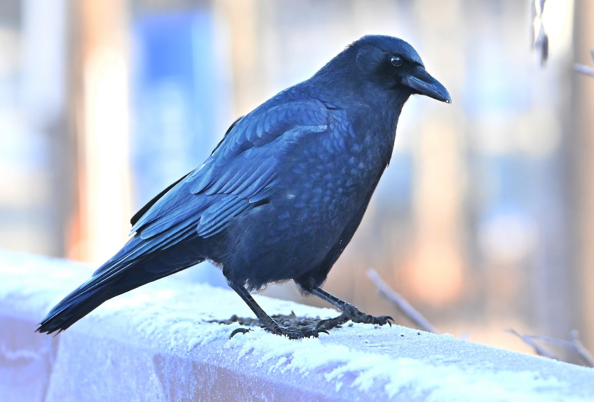 American Crow - ML646737460