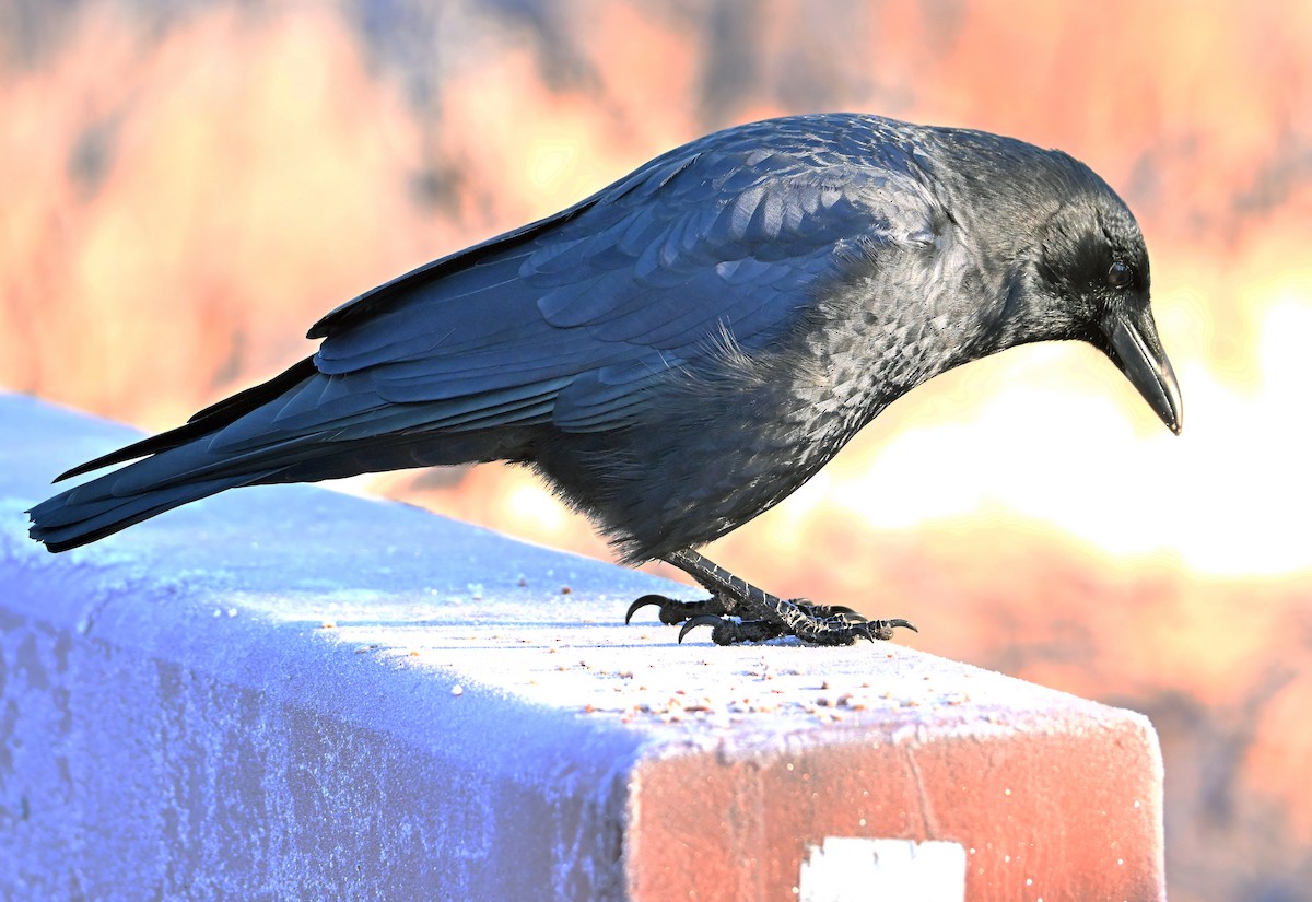 American Crow - ML646737462