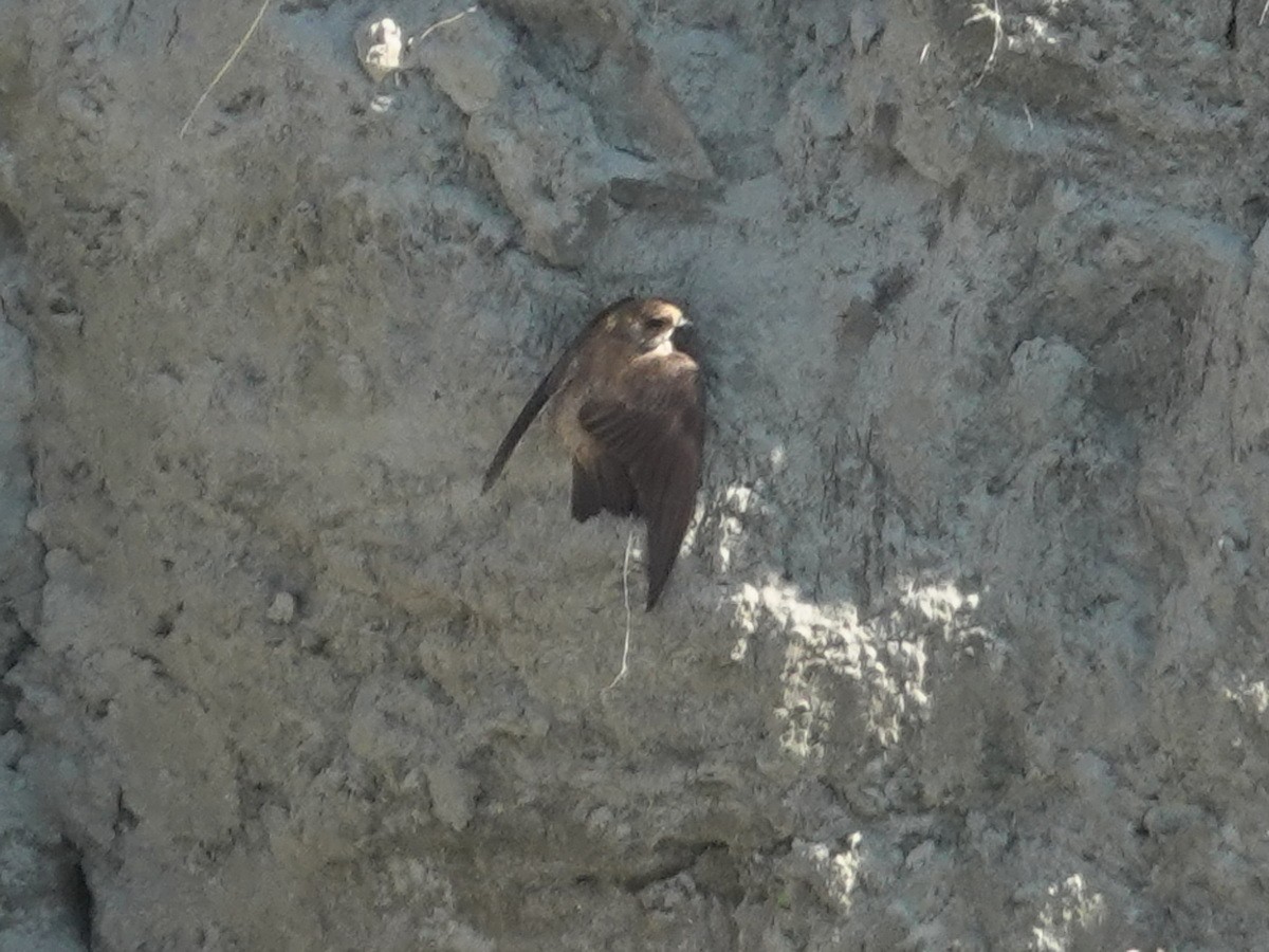 כוכית אפורת-גרון - ML646737463