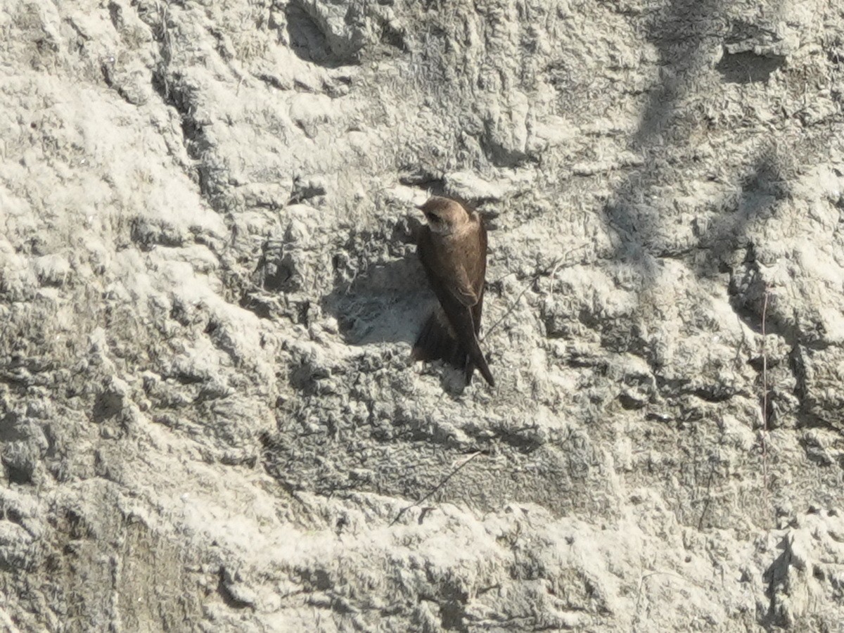 כוכית אפורת-גרון - ML646737464