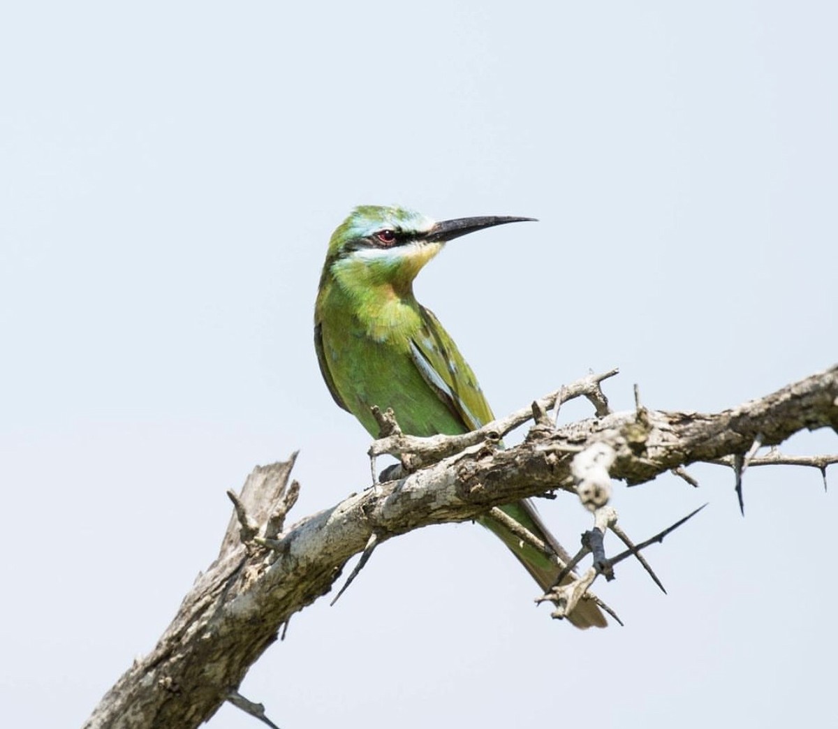 Blue-cheeked Bee-eater - ML646737466