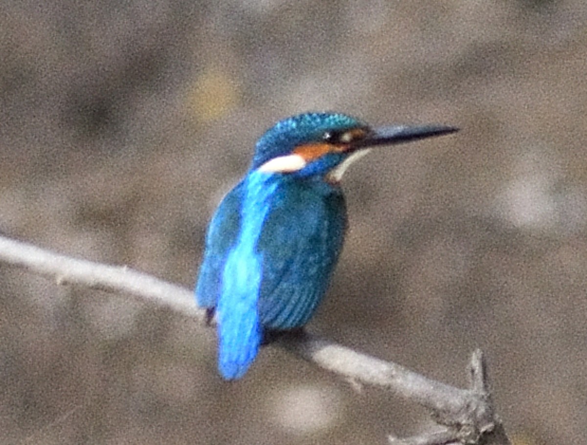 שלדג גמדי - ML646737467