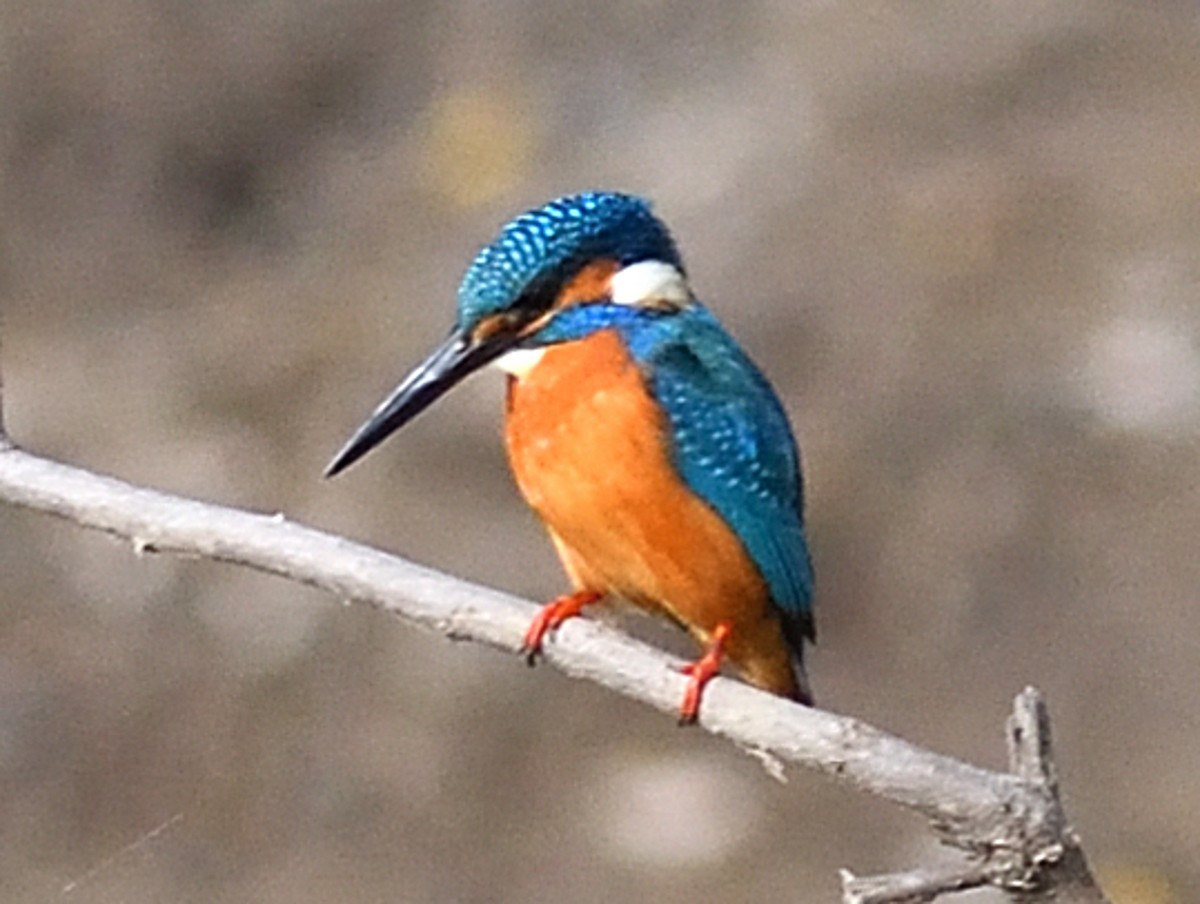 שלדג גמדי - ML646737468