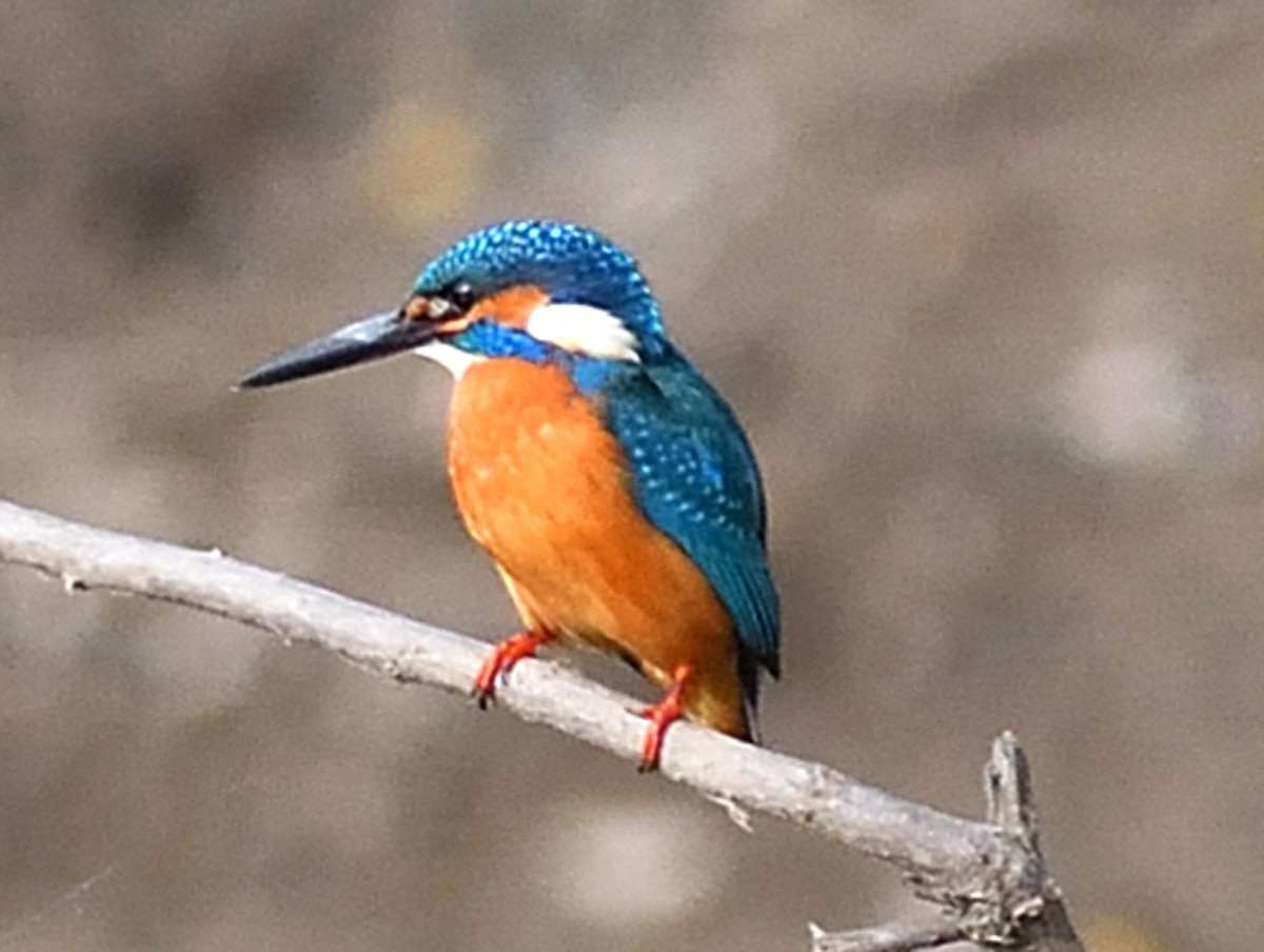 שלדג גמדי - ML646737469