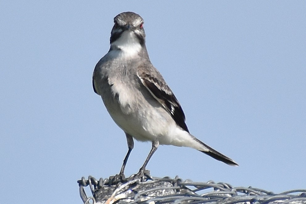 Gray Monjita - ML646737472