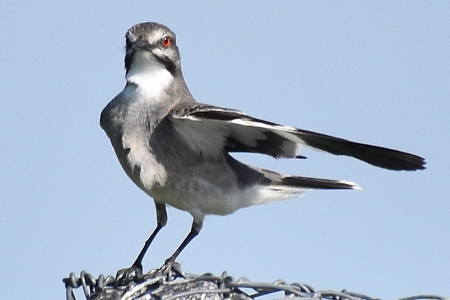 Gray Monjita - ML646737473