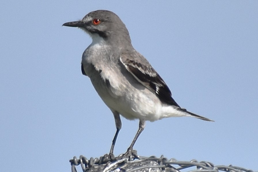 Gray Monjita - ML646737474