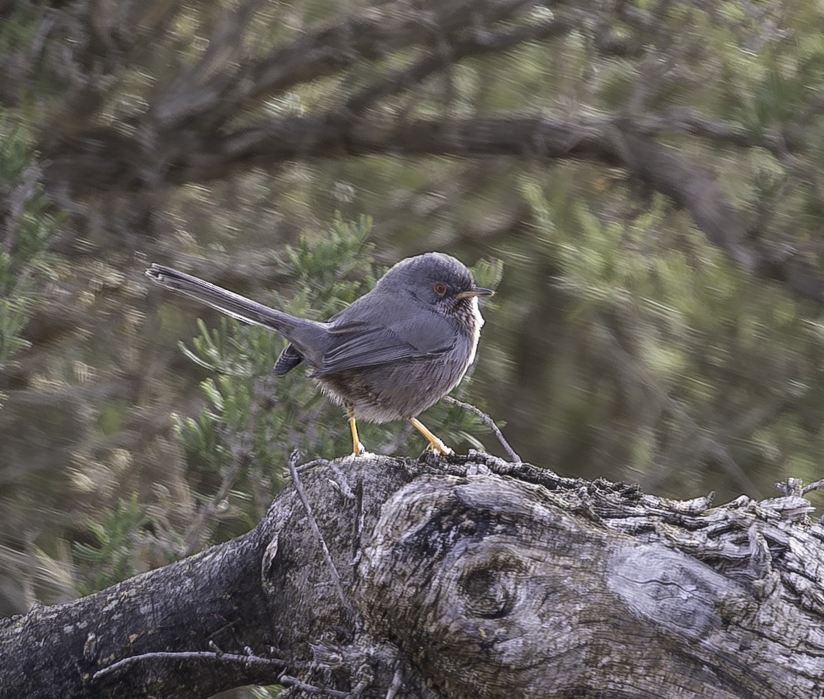 オナガムシクイ - ML646737475