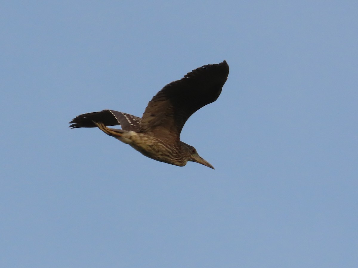 Amiltxori arrunta - ML646737476