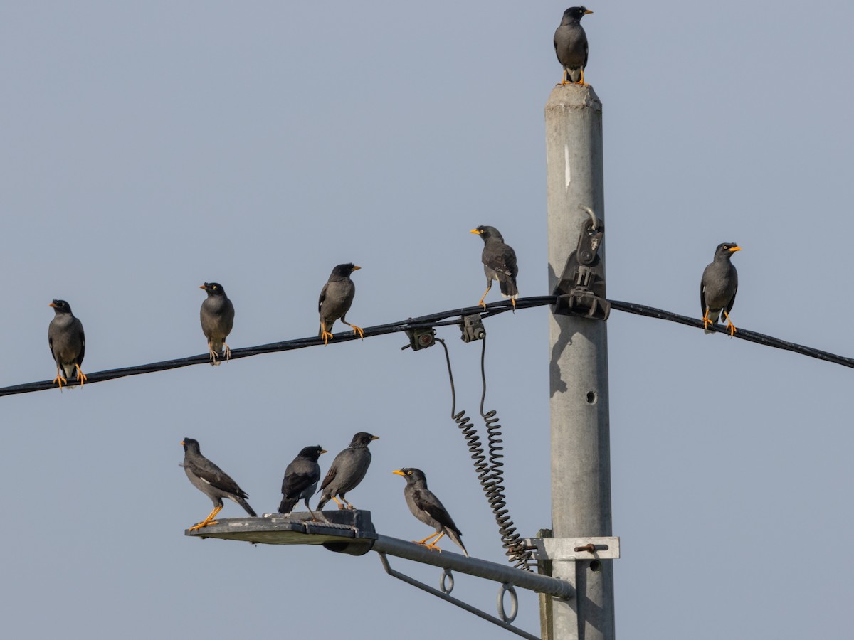 Майна джунглева - ML646737477