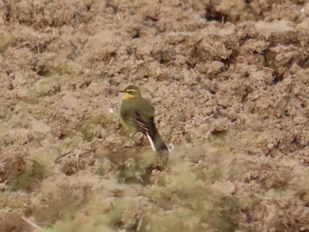 Buztanikara txukotkarra - ML646737480