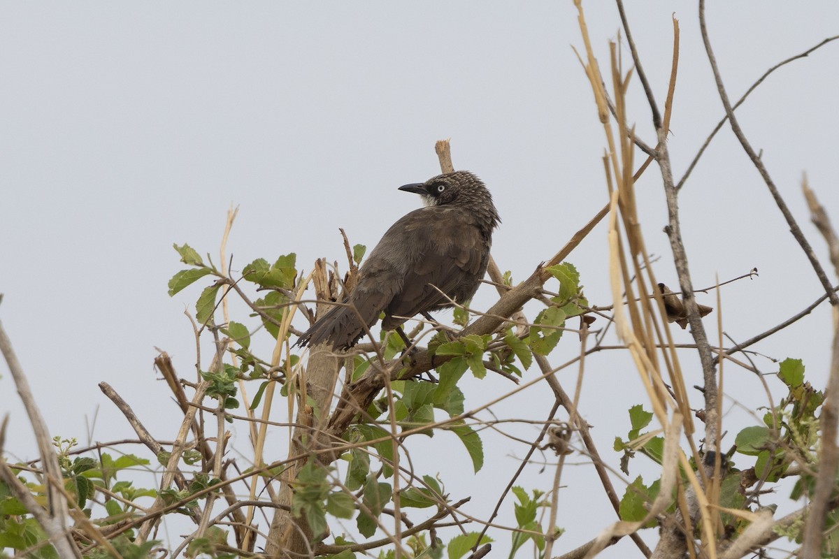 Northern Pied-Babbler - ML646737490