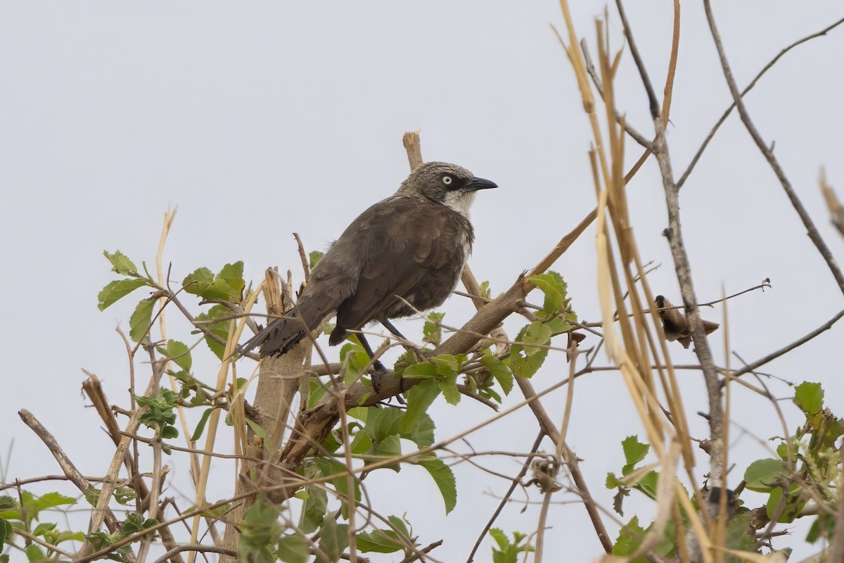 Northern Pied-Babbler - ML646737491