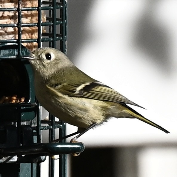 Ruby-crowned Kinglet - ML646737492