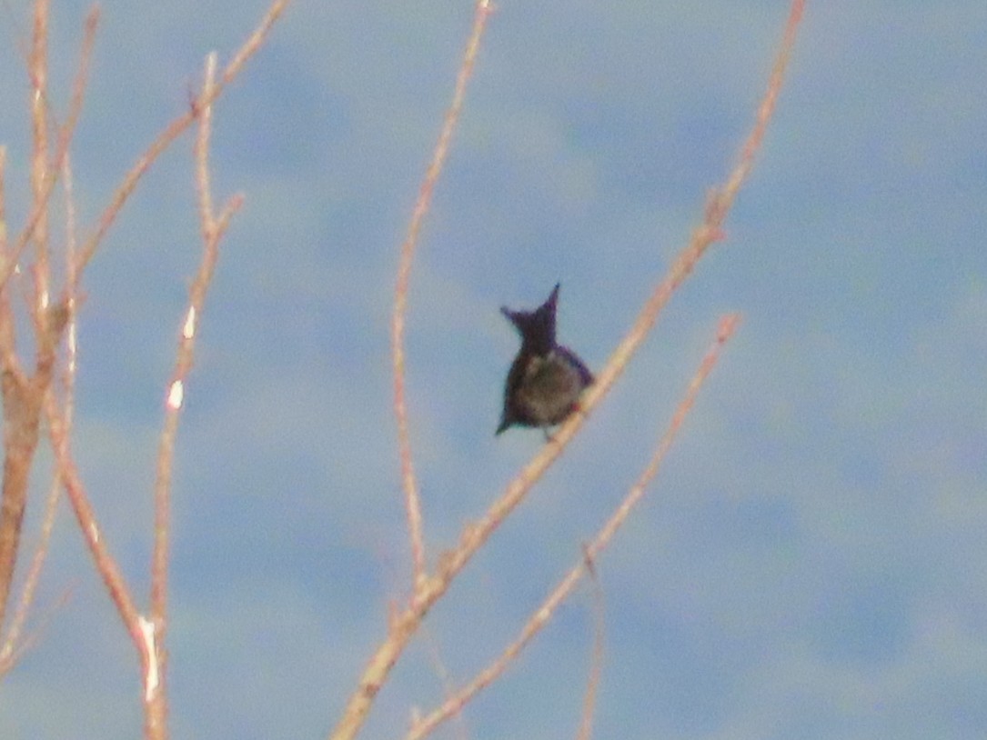 Black Drongo - ML646737493