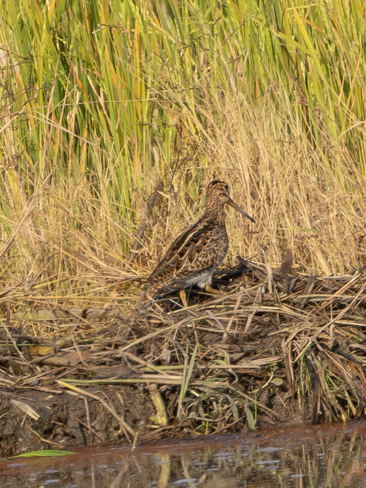 Баранець лісовий/азійський - ML646737494