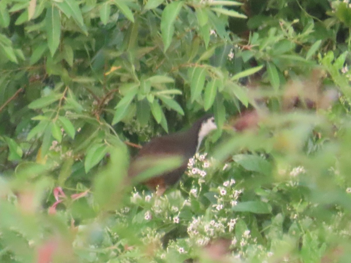 White-breasted Waterhen - ML646737496