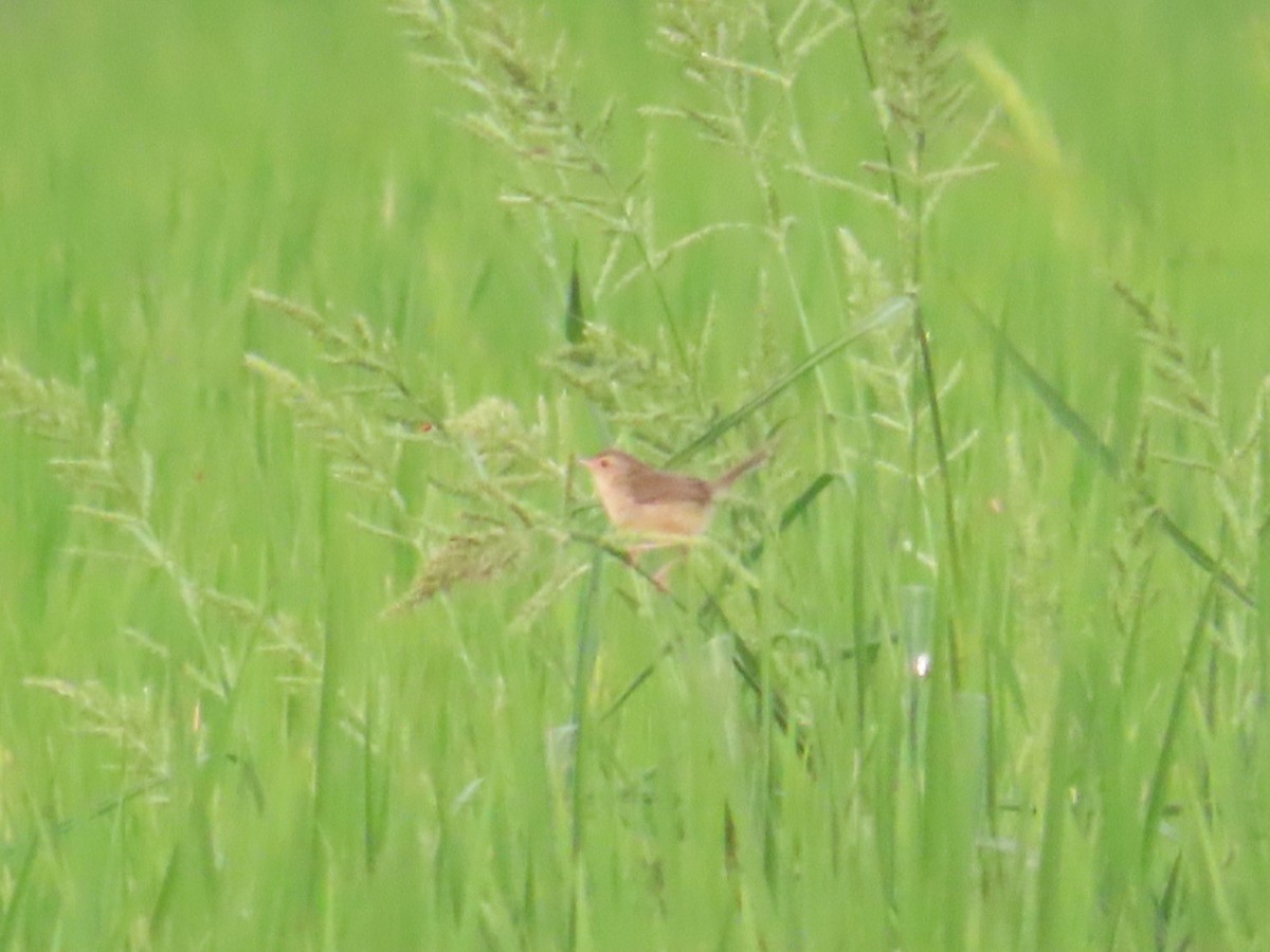 Plain Prinia - ML646737499