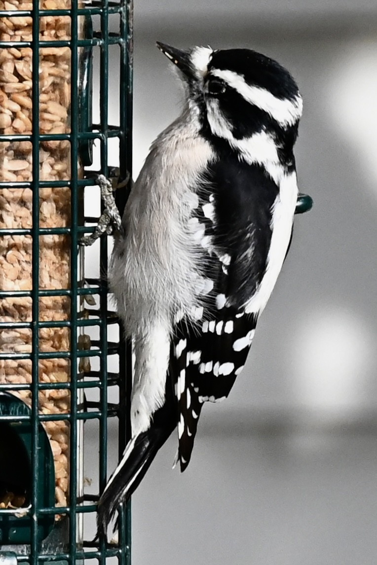 Downy Woodpecker - ML646737500