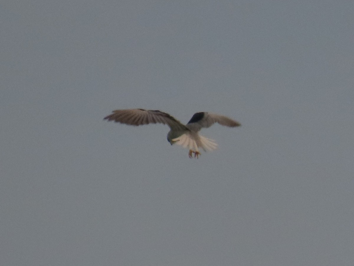 Elano urdina - ML646737501